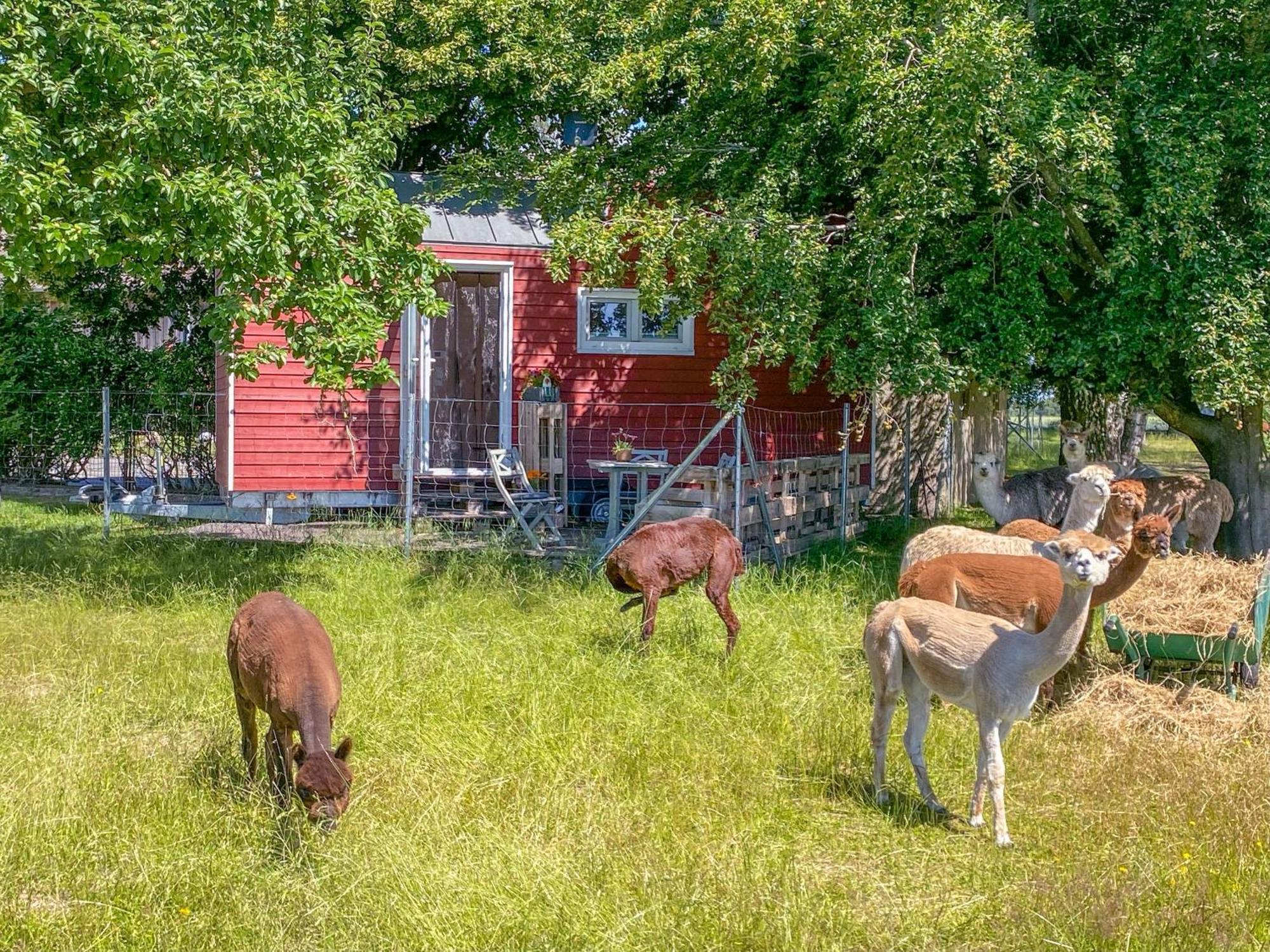Vila Tiny House Auf Der Alpaka Farm Rubkow Exteriér fotografie